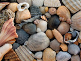 Shells on Edisto Beach  Edisto Beach State Park  South Carolina  USA