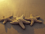 Starfish and Sand at Sunset  Maui  Hawaii  USA