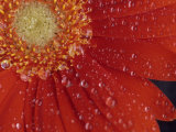 Gerbera with Water Drops