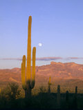 Moonrise Over Saguaro Cactus and Ajo Mountains  Organ Pipe National Monument  Arizona  USA