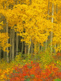 Quaking Aspen and Sumac  Routt National Forest  Colorado  USA