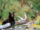 Brown Bear Cub in Katmai National Park  Alaska  USA