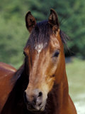 Horse Portrait  Oregon  USA