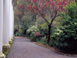 Walkway in Gardens  Magnolia Plantation and Gardens  Charleston  South Carolina  USA