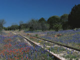 Bluebonnets  Hill Country  Texas  USA