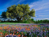 Live Oak  Paintbrush  and Bluebonnets in Texas Hill Country  USA