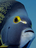 French Angelfish of the Cayman Islands