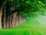 Stately Row of Trees  Louisville  Kentucky  USA
