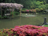 Japanese Garden with Rhododendrons and Wysteria  Seattle  Washington  USA