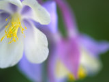 Colorado Columbine Flower  Colorado  USA