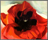 Poppy