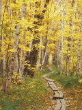 Jessup Trail and Birch in Fall Color  Acadia National Park  Maine  USA