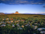Chief Mountain and Prairie Wildflowers at Glacier National Park  Montana  USA