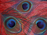 Peacock Feathers Pattern  Washington  USA