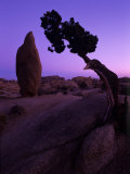 Shapes and Textures in the Mojave Desert  California  USA