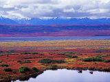 Two Moose in a Pond with Fall Tundra  Denali National Park  Alaska  USA
