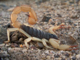Desert Hairy Scorpion  Great Basin  Nevada  USA