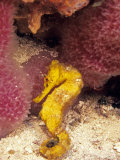 Lined Sea Horse