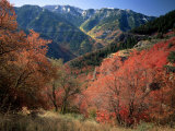 Maples on Slopes above Logan Canyon  Bear River Range  Wasatch-Cache National Forest  Utah  USA