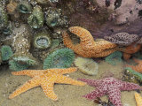 Green Anemones and Sea Stars  Cape Kiwanda State Park  Oregon  USA