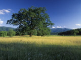 White Oak Tree in Grassy Field  Cades Cove  Great Smoky Mountains National Park  Tennessee  USA