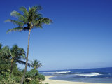Palm Trees and Sand at Ha'ena Beach  Kauai  Hawaii  USA