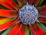 Center of a Blooming Agave  San Francisco Conservatory  California  USA