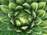 Queen Victoria's Agave  Sonora Desert Museum  Tucson  Arizona  USA