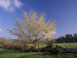 Flowering Dogwood Tree and Rail Fence  Great Smoky Mountains National Park  Tennessee  USA