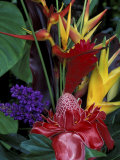Colorful Tropical Flowers  Hawaii  USA