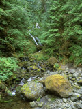 Quinault Rainforest  Olympic National Park  Washington  USA