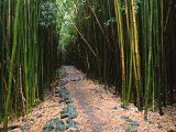 Bamboo Forest on the Waimoku Falls Trail  South of Hana  Maui  Hawaii  USA