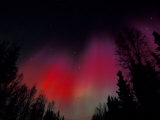 Curtains of Northern Lights above Fairbanks  Alaska  USA