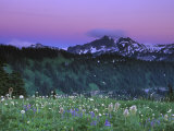Paradise Twilight  Mt Rainier National Park  Washington  USA