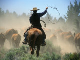 Cowboy Driving Cattle with Lasso through Central Oregon  USA