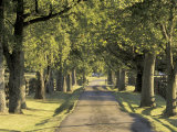Tree-Lined Driveway  Bluegrass Region  Lexington  Kentucky  USA