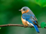 Female Eastern Bluebird