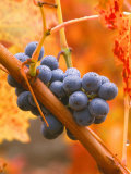 Dew on Cabernet Grapes  Napa Valley Wine Country  California  USA