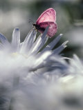 White Butterfly on White Shasta Daisies  Oregon  USA