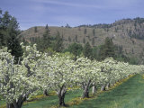 Apple Orchard Trees in Bloom  Methow Valley  Washington  USA