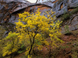 Sandstone in Soft Autumn Rain  Utah  USA
