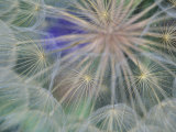 Seed Head Design  Gennesse  Idaho  USA