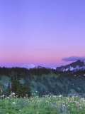Paradise Twilight  Mt Rainier National Park  Washington  USA