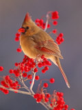 Female Northern Cardinal Among Hawthorn Berries