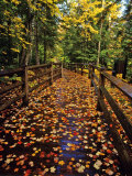 Boardwalk Full of Maple Leaves at Tahquamenon State Park  Michigan  USA