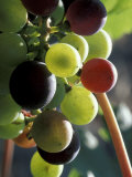Cab Franc  Grape Cluster in Veraison  Seven Hills Vineyard  Umatilla County  Oregon  USA