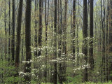 Flowering+dogwood+shrub