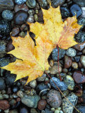 Maple Leaves on Pebble Beach  Lake Superior  Pictured Rocks National Lakeshore  Michigan  USA