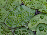 Early Morning Dewdrops on Lily Pads  Laurel Lake  near Bandon  Oregon