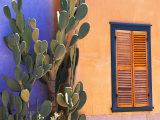 Southwestern Cactus and Window  Tucson  Arizona  USA
